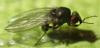 Drosophila sp.